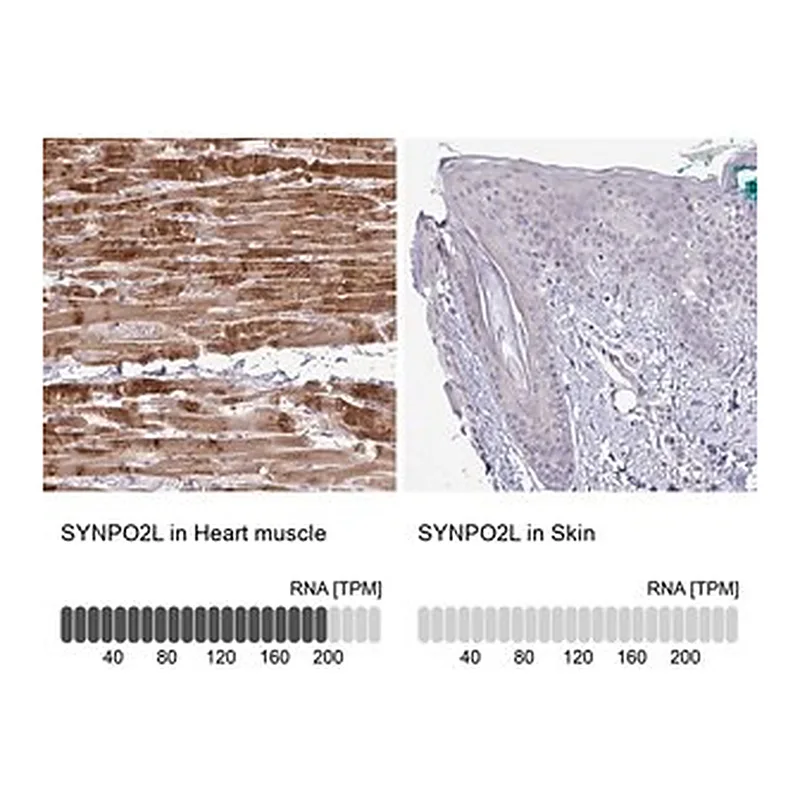 Merck Anti-SYNPO2L antibody produced in rabbit