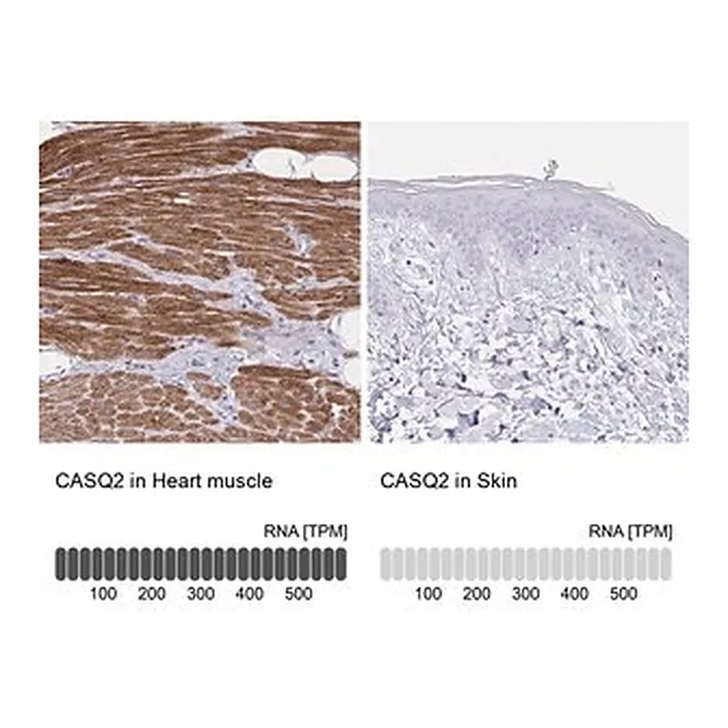 Merck Anti-CASQ2 antibody produced in rabbit