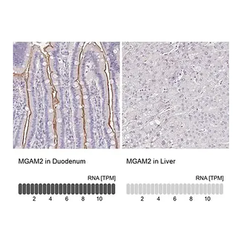 Merck Anti-MGAM2 antibody produced in rabbit