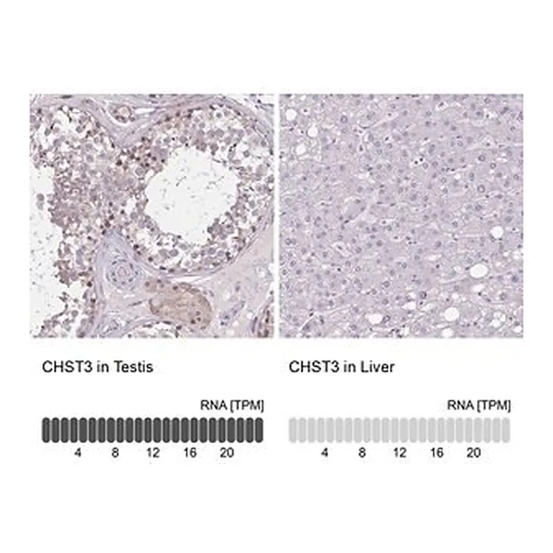 Merck Anti-CHST3 antibody produced in rabbit