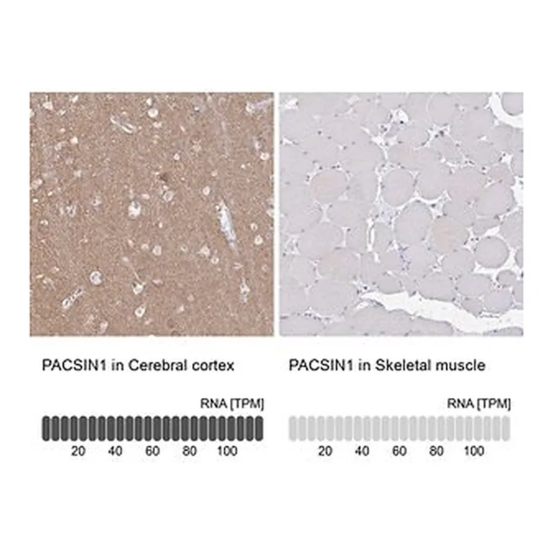 Merck Anti-PACSIN1 antibody produced in rabbit