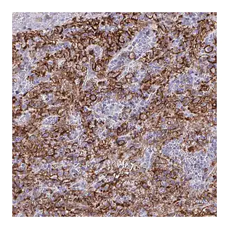 Merck Anti-FCGR3A antibody produced in rabbit