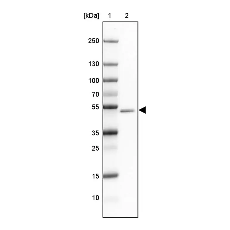 Merck Anti-GABRA1 antibody produced in rabbit