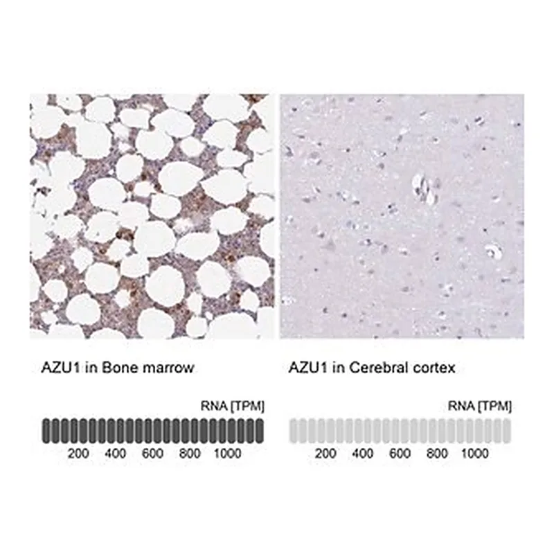 Merck Anti-AZU1 antibody produced in rabbit