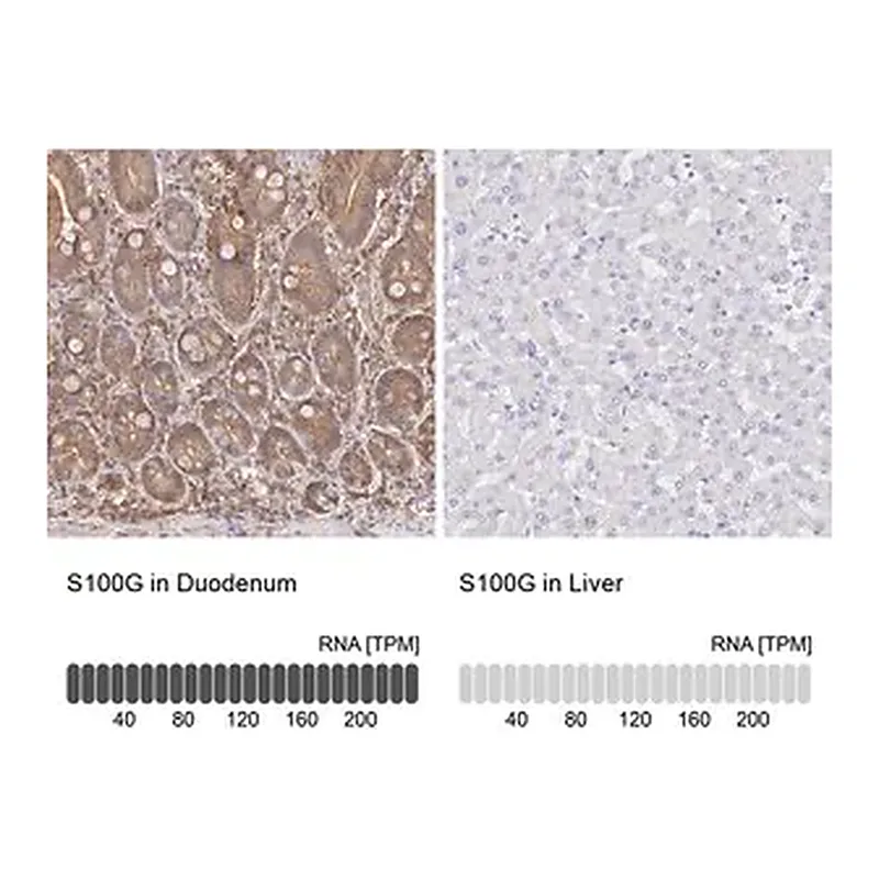 Merck Anti-S100G antibody produced in rabbit