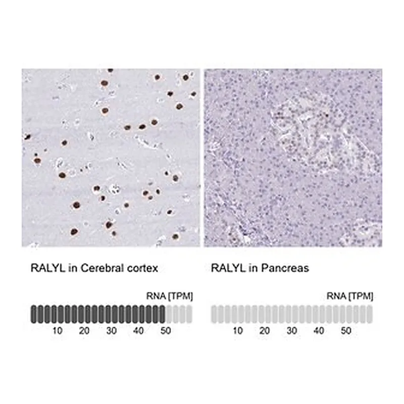 Merck Anti-RALYL antibody produced in rabbit