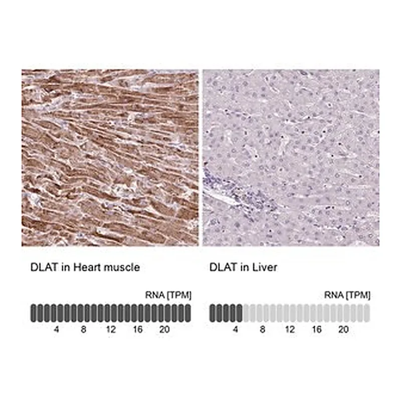 Merck Anti-DLAT antibody produced in rabbit