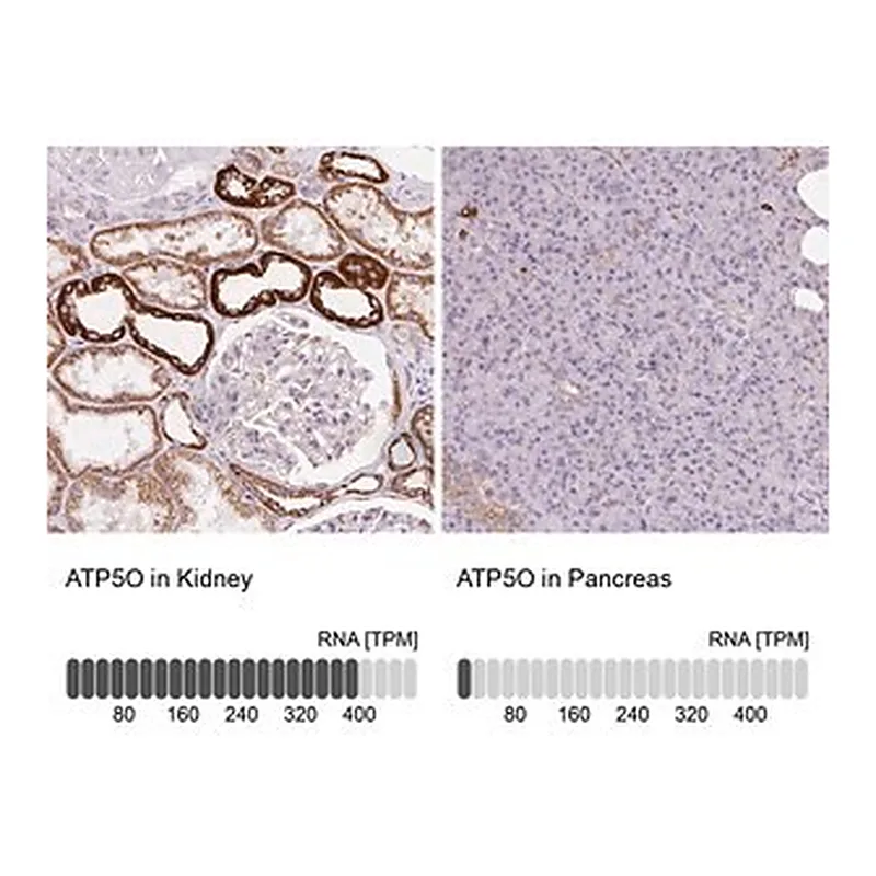 Merck Anti-ATP5O antibody produced in rabbit