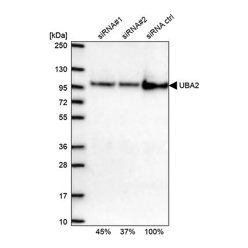 Merck Anti-UBA2 antibody produced in rabbit