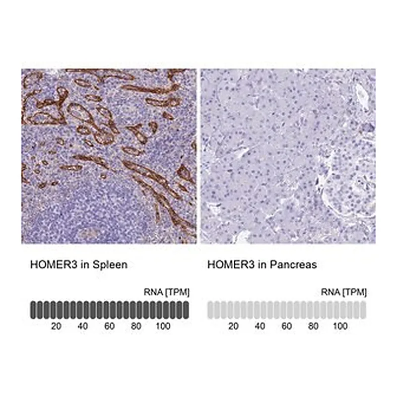 Merck Anti-HOMER3 antibody produced in rabbit