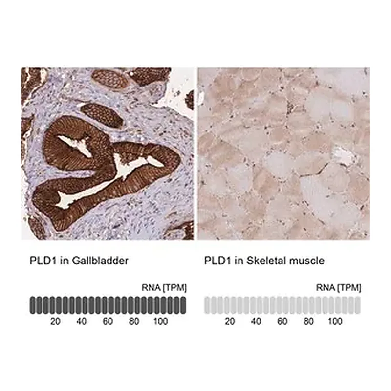Merck Anti-PLD1 antibody produced in rabbit