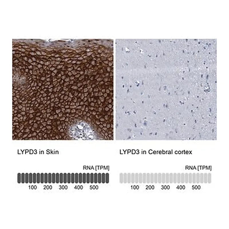 Merck Anti-LYPD3 antibody produced in rabbit