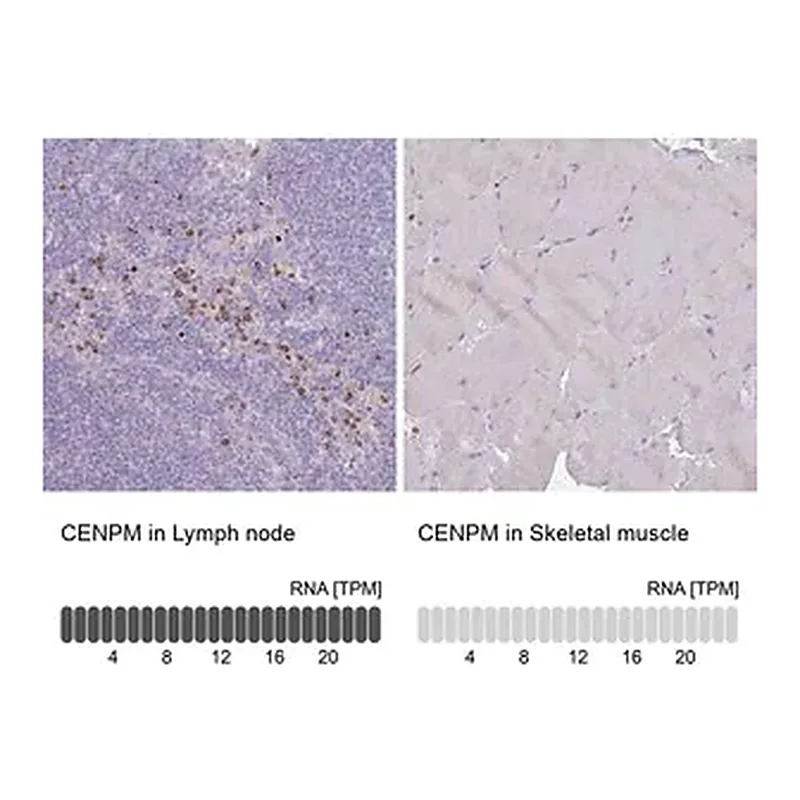 Merck Anti-CENPM antibody produced in rabbit