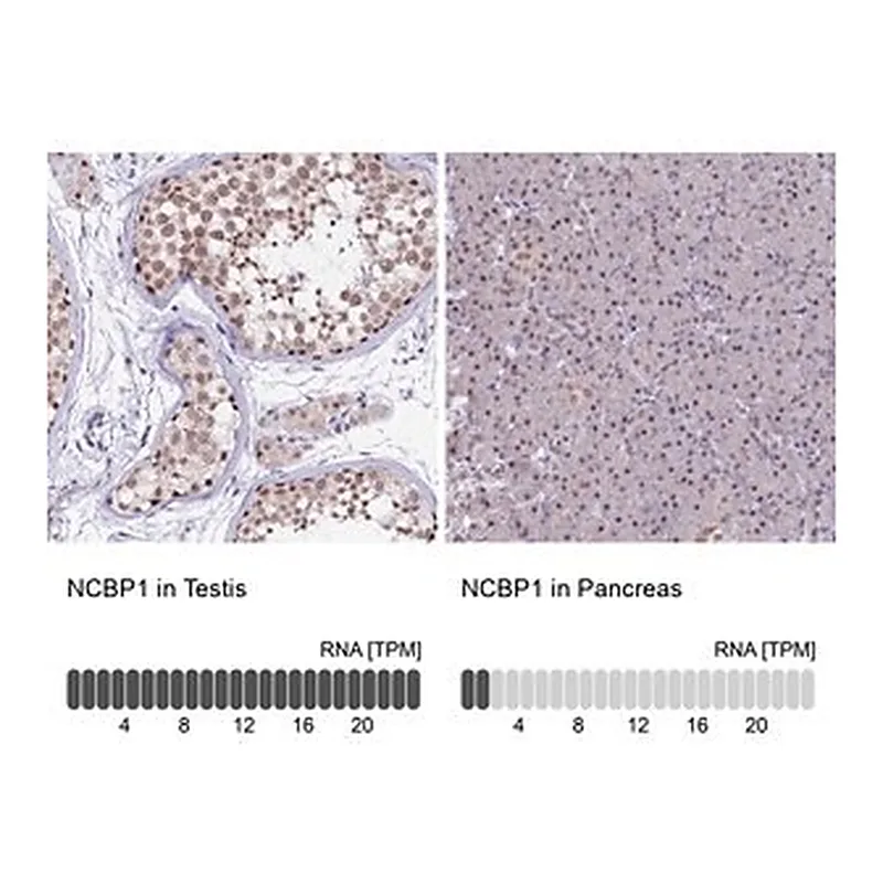 Merck Anti-NCBP1 antibody produced in rabbit