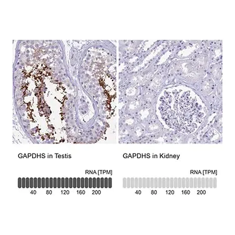 Merck Anti-GAPDHS antibody produced in rabbit