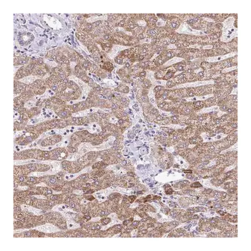 Merck Anti-MPC2 antibody produced in rabbit