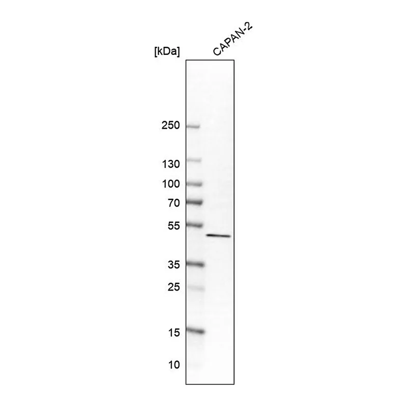 Merck Anti-SULT2B1 antibody produced in rabbit