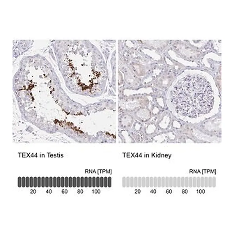 Merck Anti-TEX44 antibody produced in rabbit