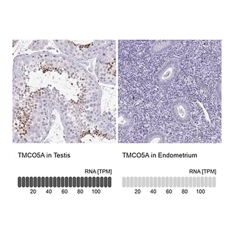 Merck Anti-TMCO5A antibody produced in rabbit