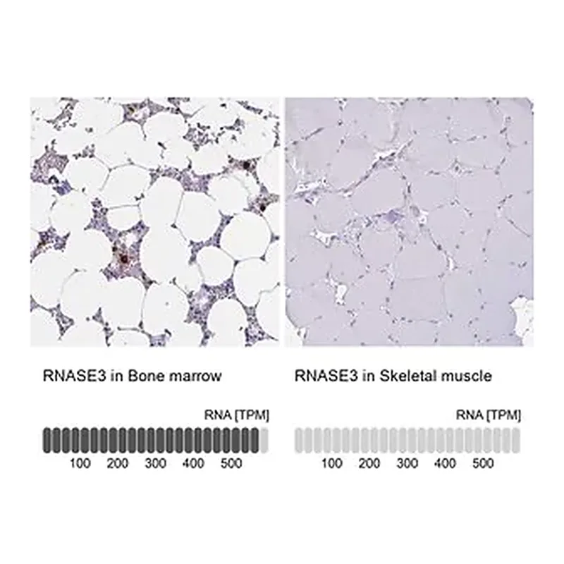 Merck Anti-RNASE3 antibody produced in rabbit