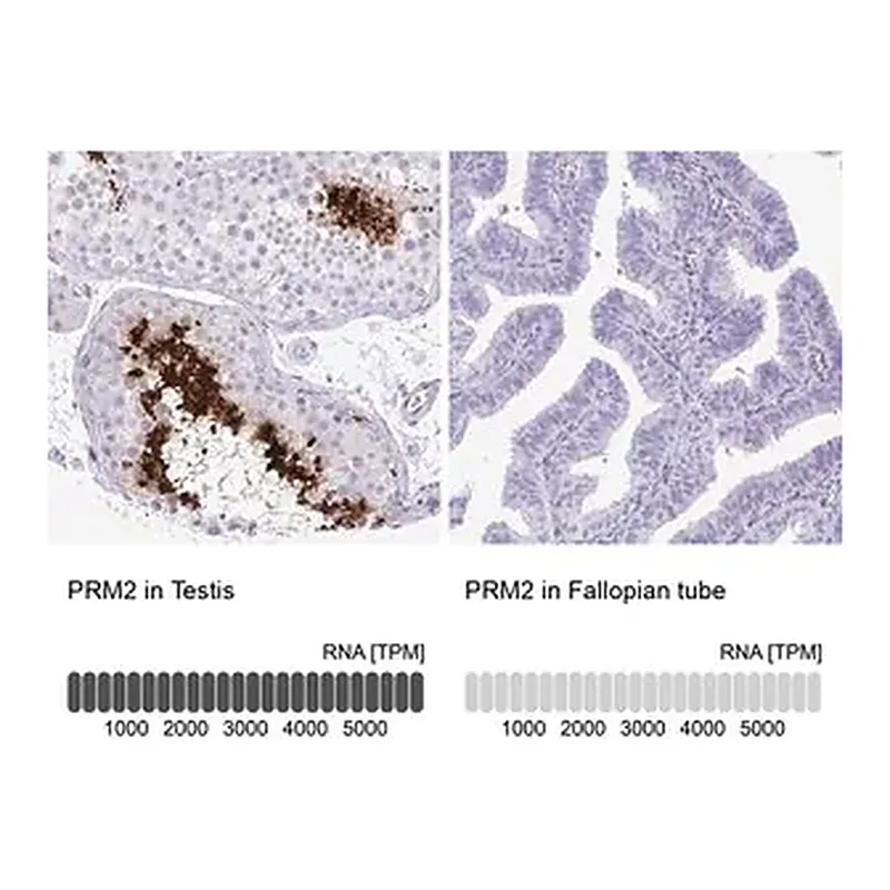 Merck Anti-PRM2 antibody produced in rabbit
