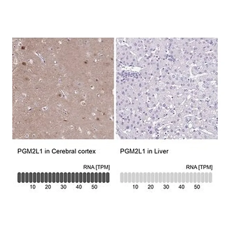 Merck Anti-PGM2L1 antibody produced in rabbit