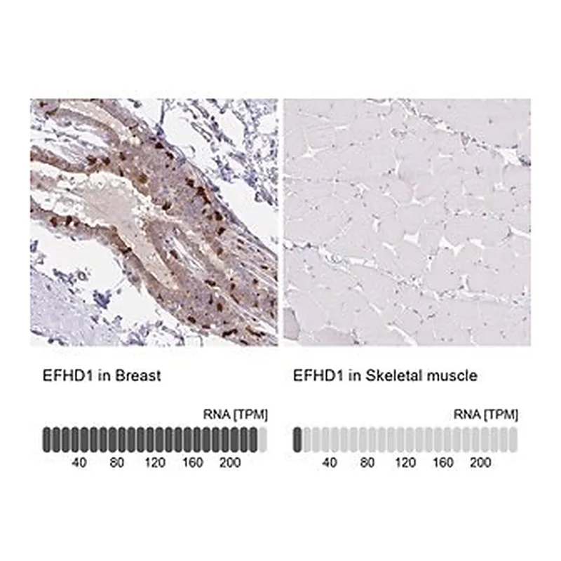 Merck Anti-EFHD1 antibody produced in rabbit