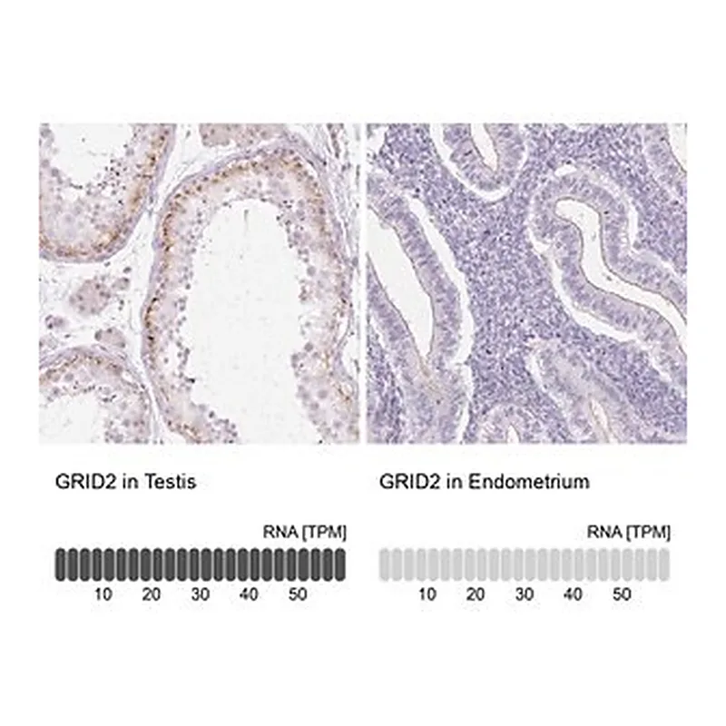 Merck Anti-GRID2 antibody produced in rabbit