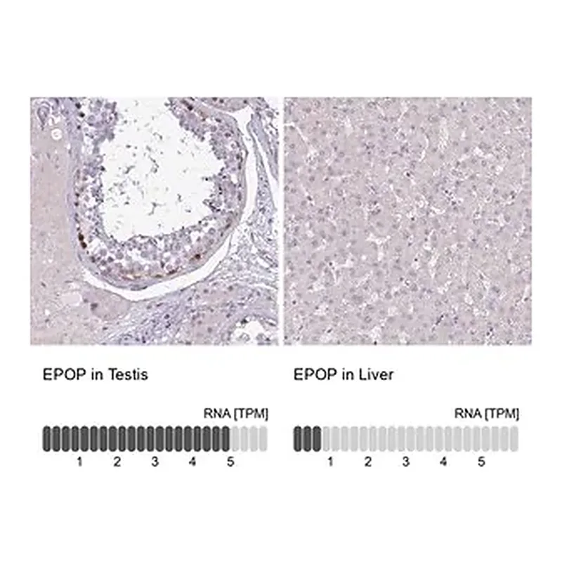 Merck Anti-EPOP antibody produced in rabbit