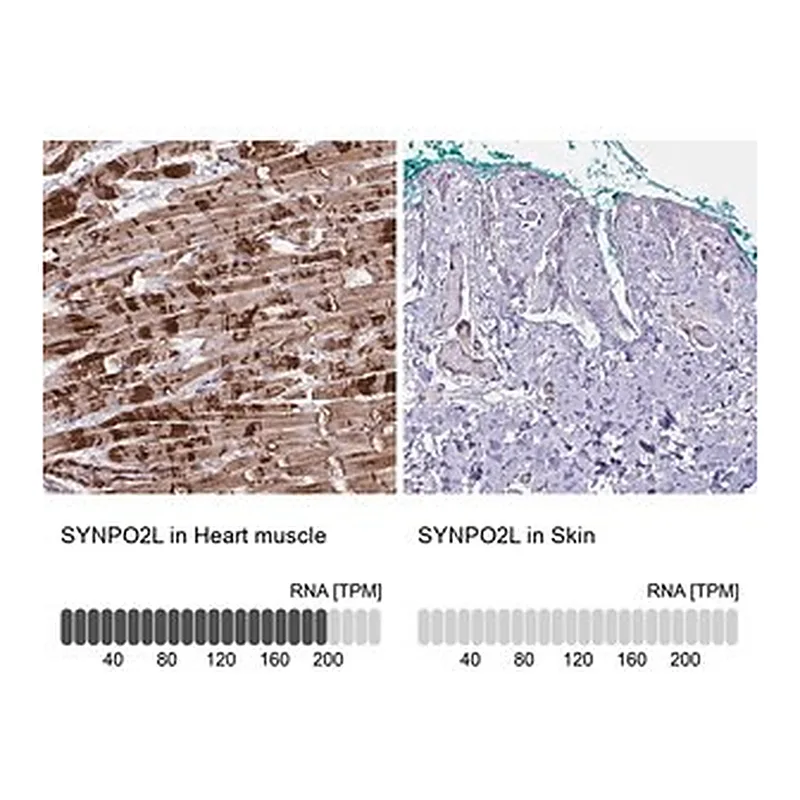 Merck Anti-SYNPO2L antibody produced in rabbit