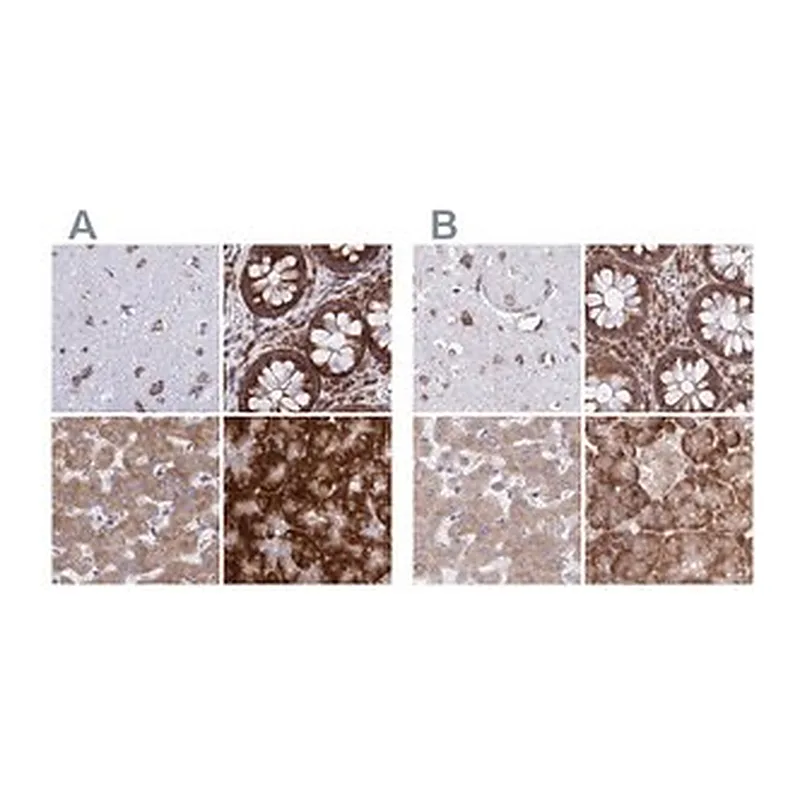 Merck Anti-RPS15 antibody produced in rabbit