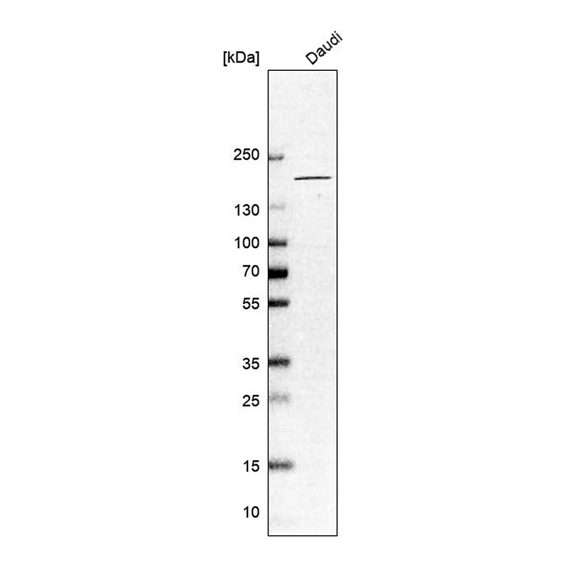 Merck Anti-CNTNAP4 antibody produced in rabbit