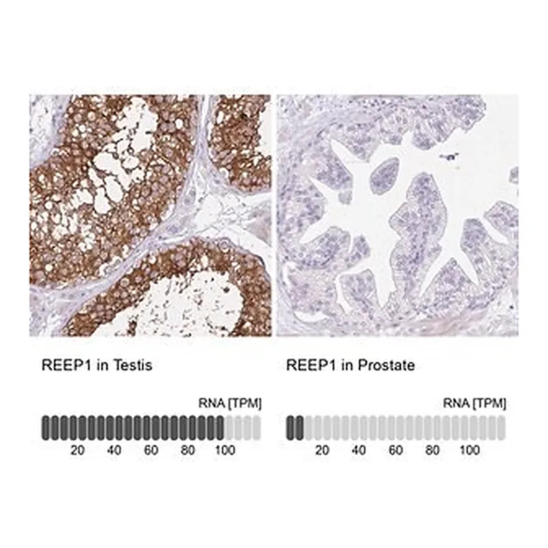 Merck Anti-REEP1 antibody produced in rabbit