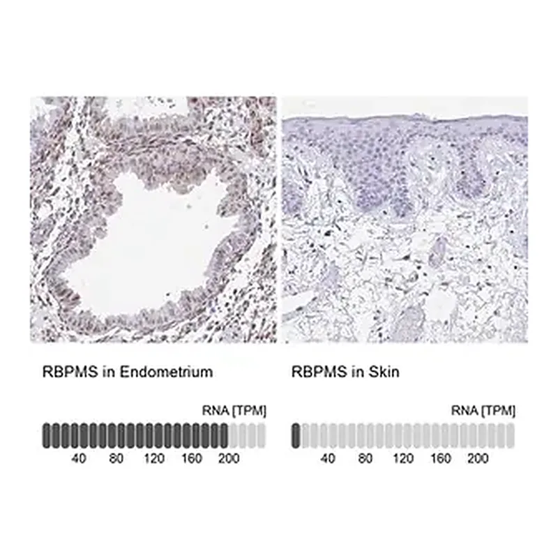 Merck Anti-RBPMS antibody produced in rabbit