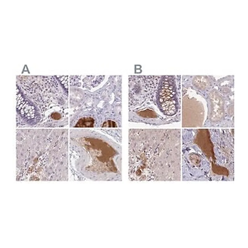 Merck Anti-HGFAC antibody produced in rabbit