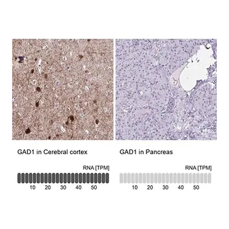 Merck Anti-GAD1 antibody produced in rabbit