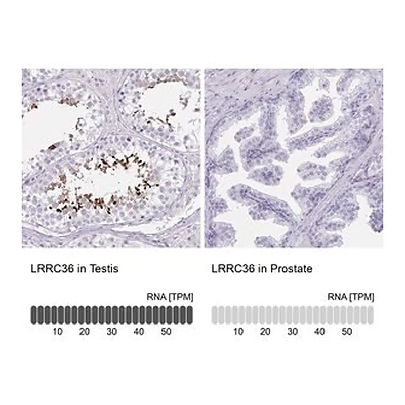 Merck Anti-LRRC36 antibody produced in rabbit