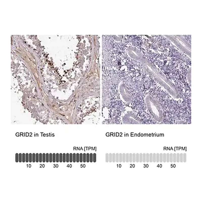 Merck Anti-GRID2 antibody produced in rabbit