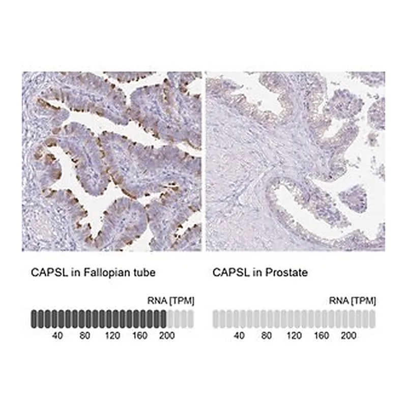 Merck Anti-CAPSL antibody produced in rabbit