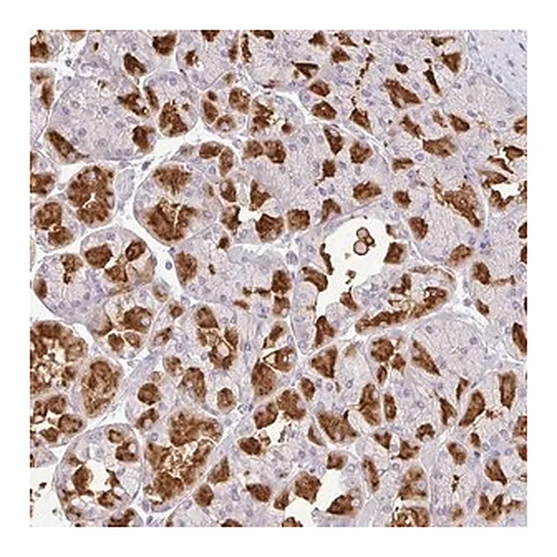 Merck Anti-CMPK1 antibody produced in rabbit