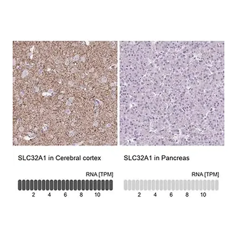 Merck Anti-VGAT antibody produced in rabbit