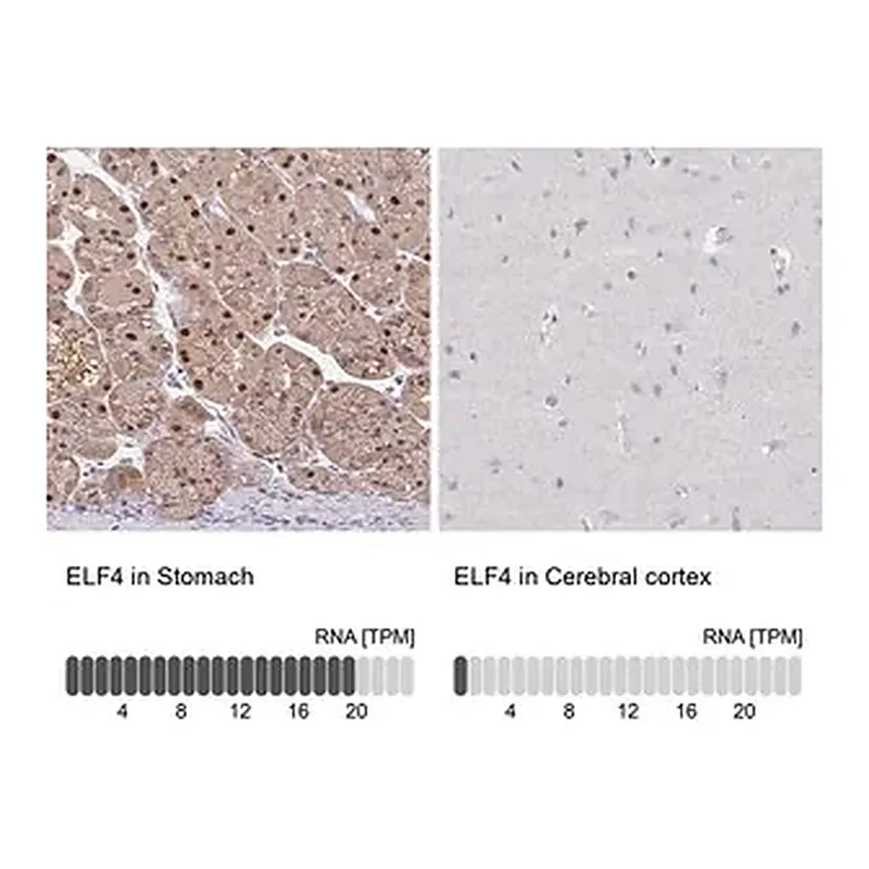 Merck Anti-ELF4 antibody produced in rabbit