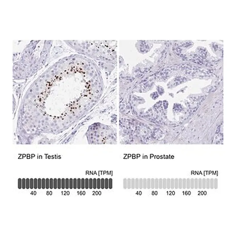 Merck Anti-ZPBP antibody produced in rabbit