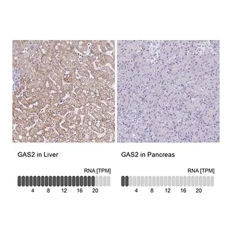 Merck Anti-GAS2 antibody produced in rabbit
