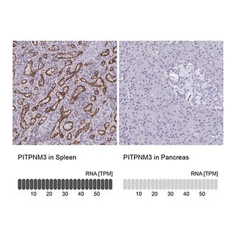 Merck Anti-PITPNM3 antibody produced in rabbit