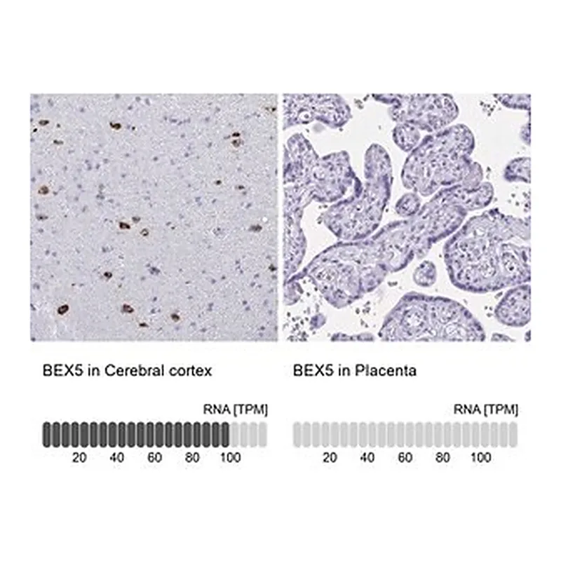 Merck Anti-BEX5 antibody produced in rabbit