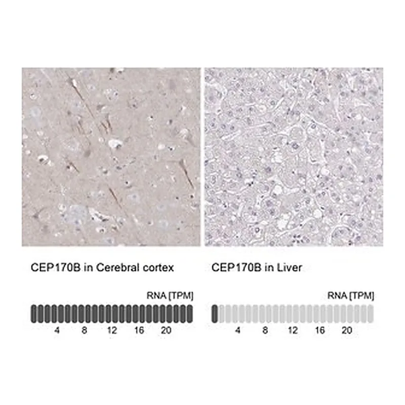Merck Anti-CEP170B antibody produced in rabbit