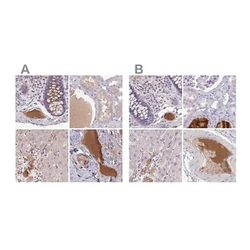 Merck Anti-HGFAC antibody produced in rabbit