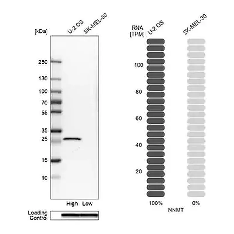 Merck Anti-NNMT antibody produced in rabbit