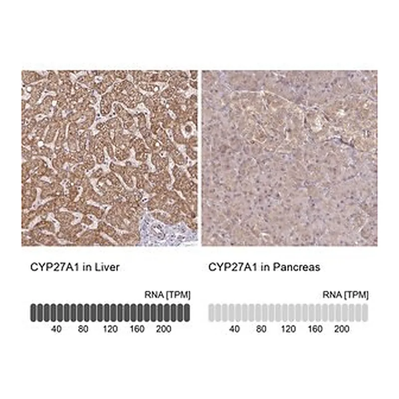 Merck Anti-CYP27A1 antibody produced in rabbit